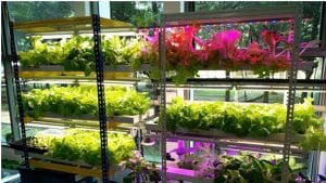 Trồng cây trong nhà dưới ánh sáng nhân tạo