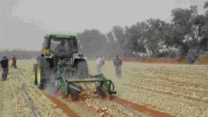 Phát Triển Máy Thu Hoạch Mới Cho Cây Hành Tại Israel