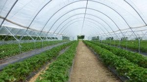 trồng cây trong nhà kính