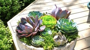 Chăm sóc sen đá.