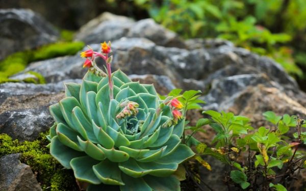 Sen Đá Nở Hoa Có Ý Nghĩa Gì? Khám Phá Bí Ẩn Đằng Sau