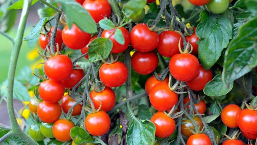 Trồng cây cà chua mùa đông