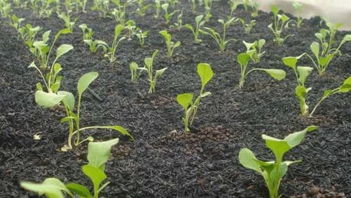 Sản xuất trấu hun