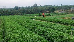 Tác Động của Tưới Tự Động Trong Nông Nghiệp