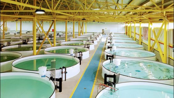 Giám Sát và Nuôi Trồng Thủy Sản Thông Minh ở Việt Nam