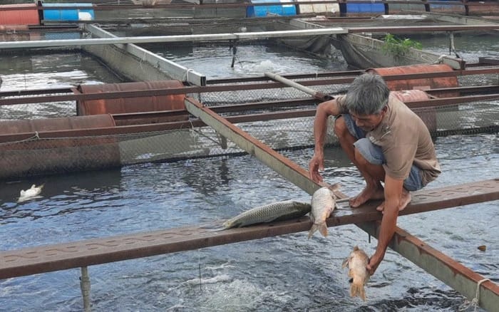 Ảnh hưởng của ô nhiễm môi trường nước tới nuôi trồng thủy hải sản