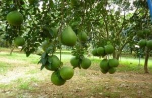 Vườn bưởi Bến Tre 