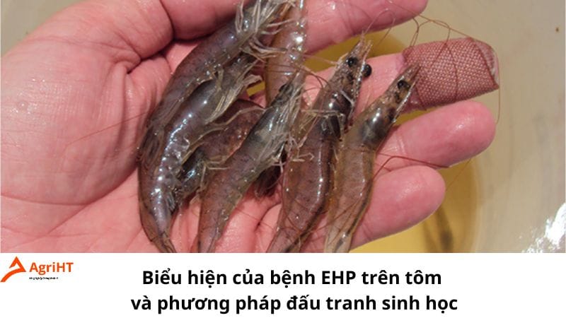 Bệnh EHP trên tôm