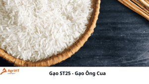 gạo ST25 - gạo ông Cua