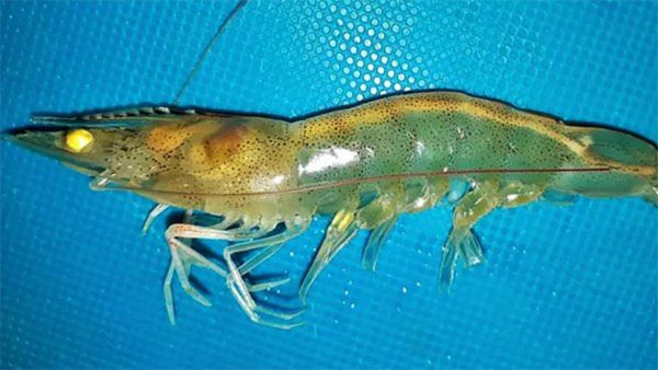 Tôm nhiễm EHP, trống đường ruột