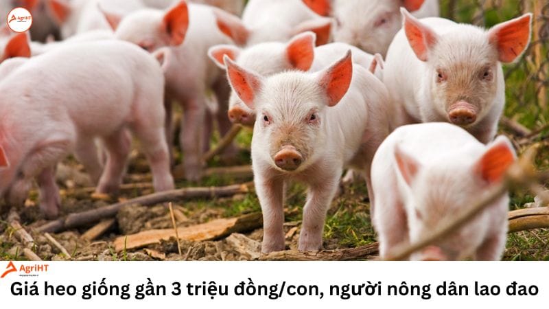 giá heo giống tăng cao vì đâu?