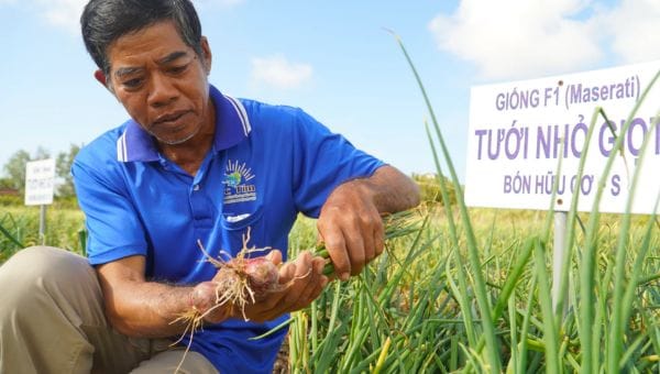 Tưới nhỏ giọt giúp bà con trồng hành tây