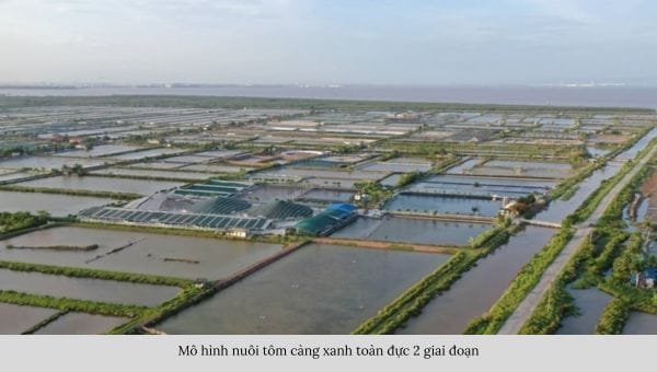 Mô hình nuôi tôm càng xanh toàn đực 2 giai đoạn