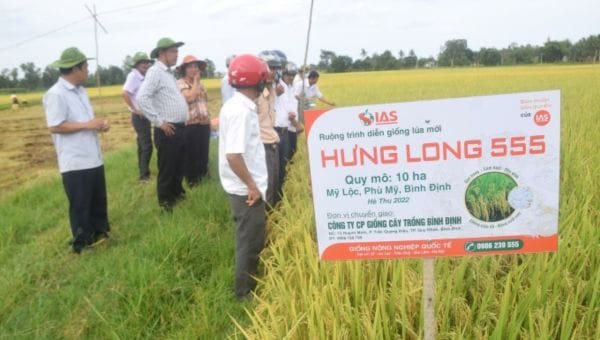 Nghiên cứu Giống lúa Hưng Long 555