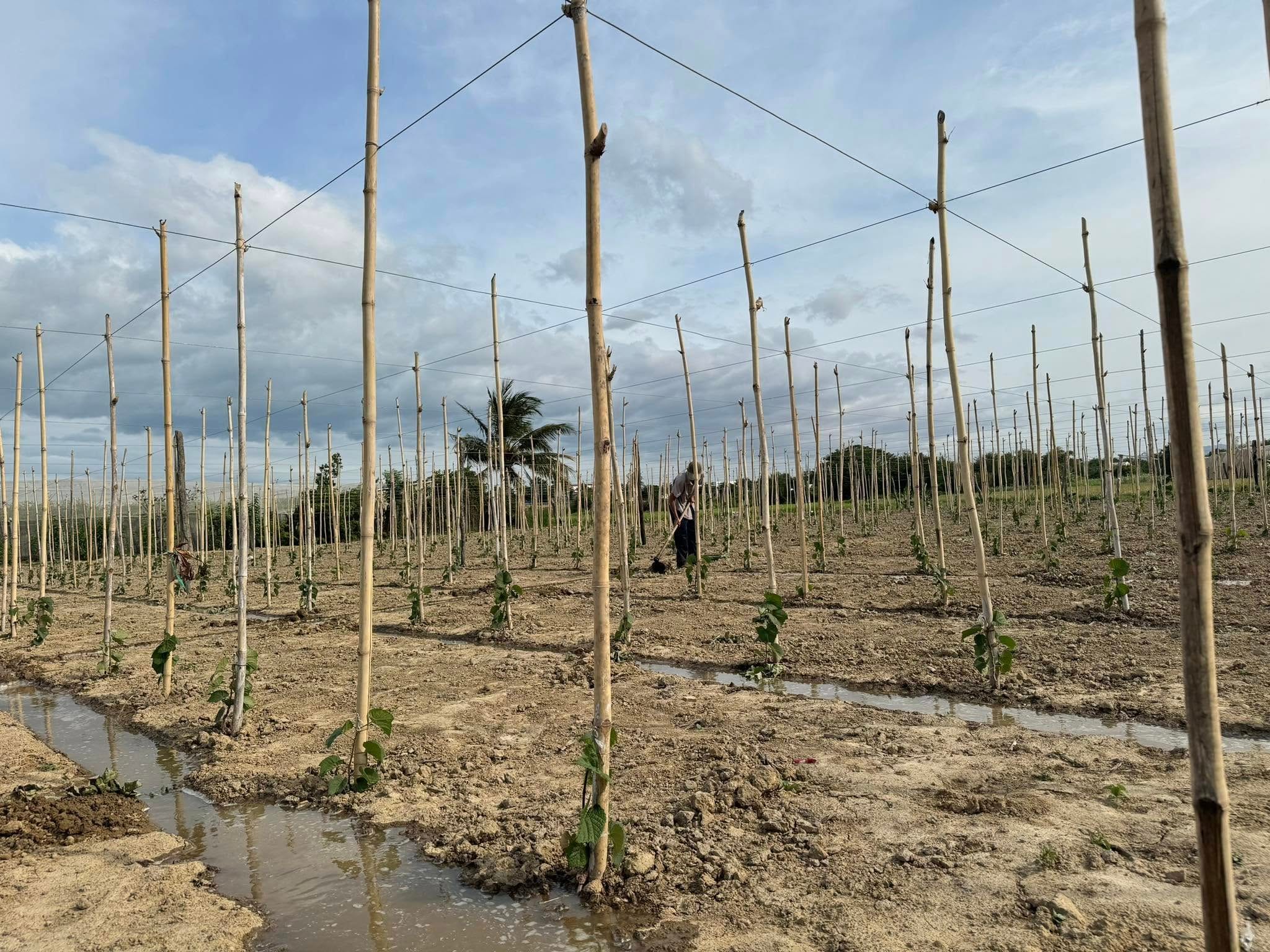 Trồng nho NH01-48 tại Nam trung bộ