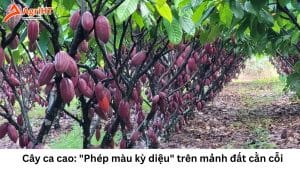 Trồng ca cao tại Gia Lai