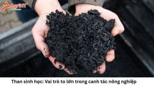 Vai trò của than sinh học