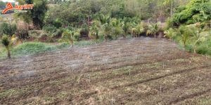 (Hình ảnh minh họa: Các loại béc tưới phổ biến dành cho vườn rau màu)