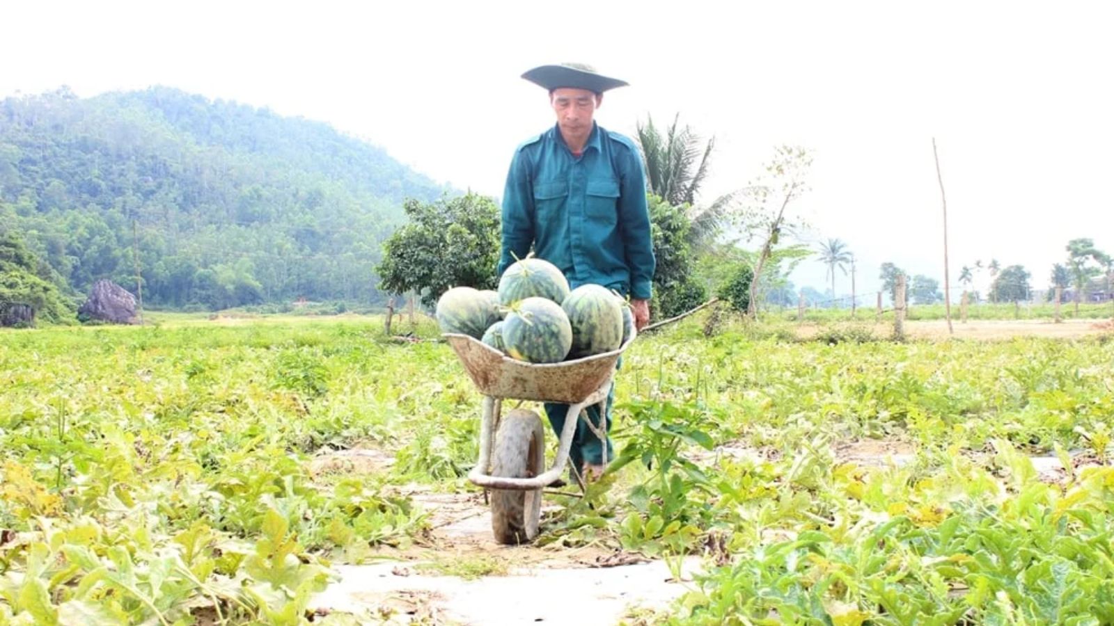 Dưa hấu được mùa, mất giá