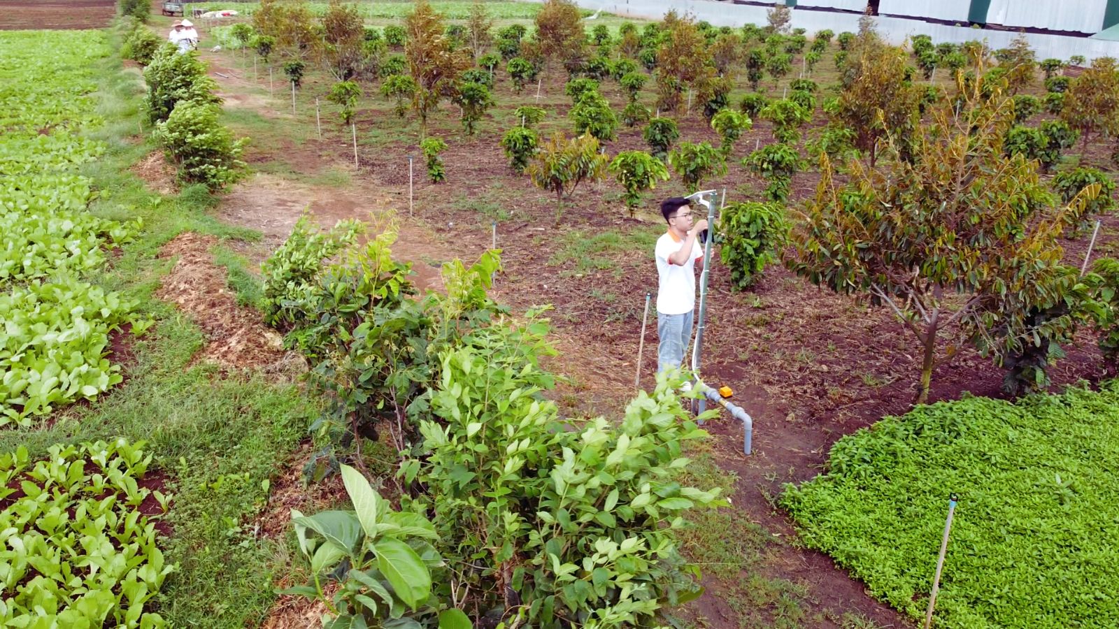Thi công tưới tự động