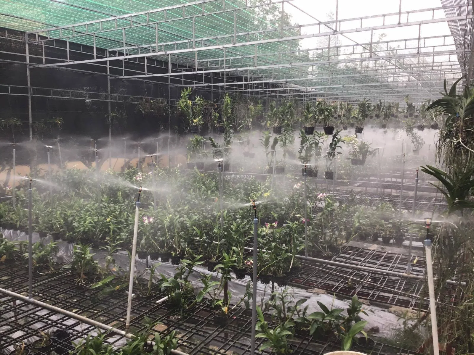 tưới tự động phun sương