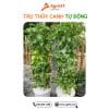 Trụ thủy canh AgriHT