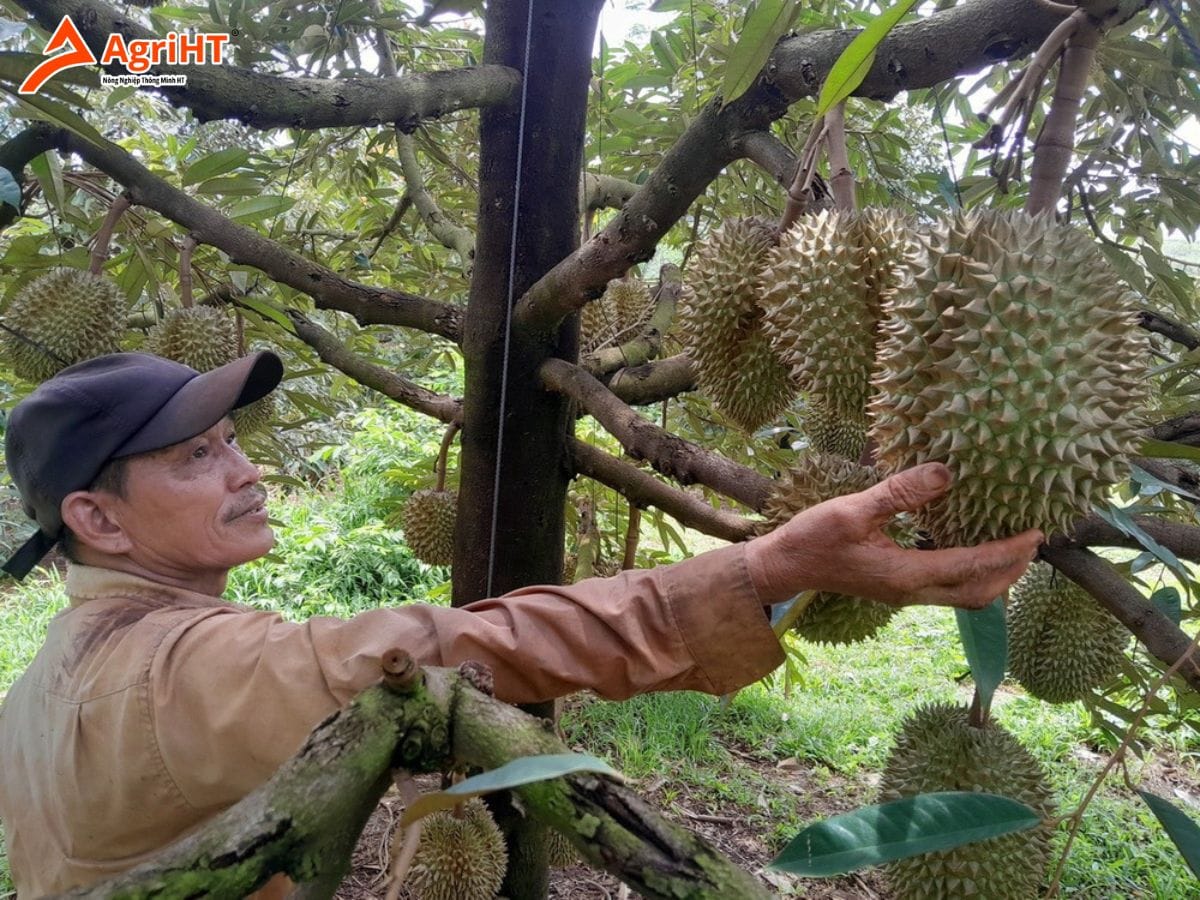 Sầu riêng Tây Nguyên sau mưa lớn