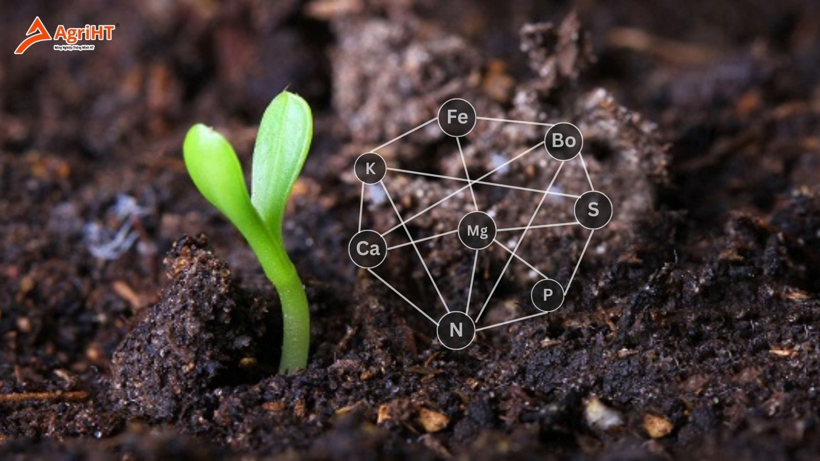 Thành phần của đất bao gồm những gì?