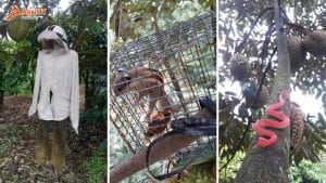 Làm thế nào để đuổi sóc cho cây sầu riêng