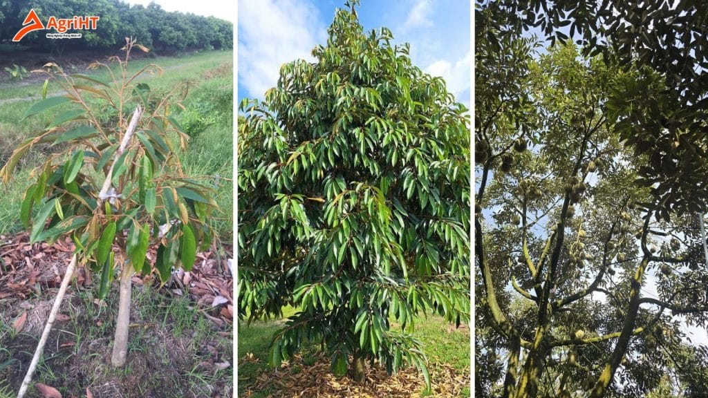 Bón phân cho sầu riêng theo từng giai đoạn