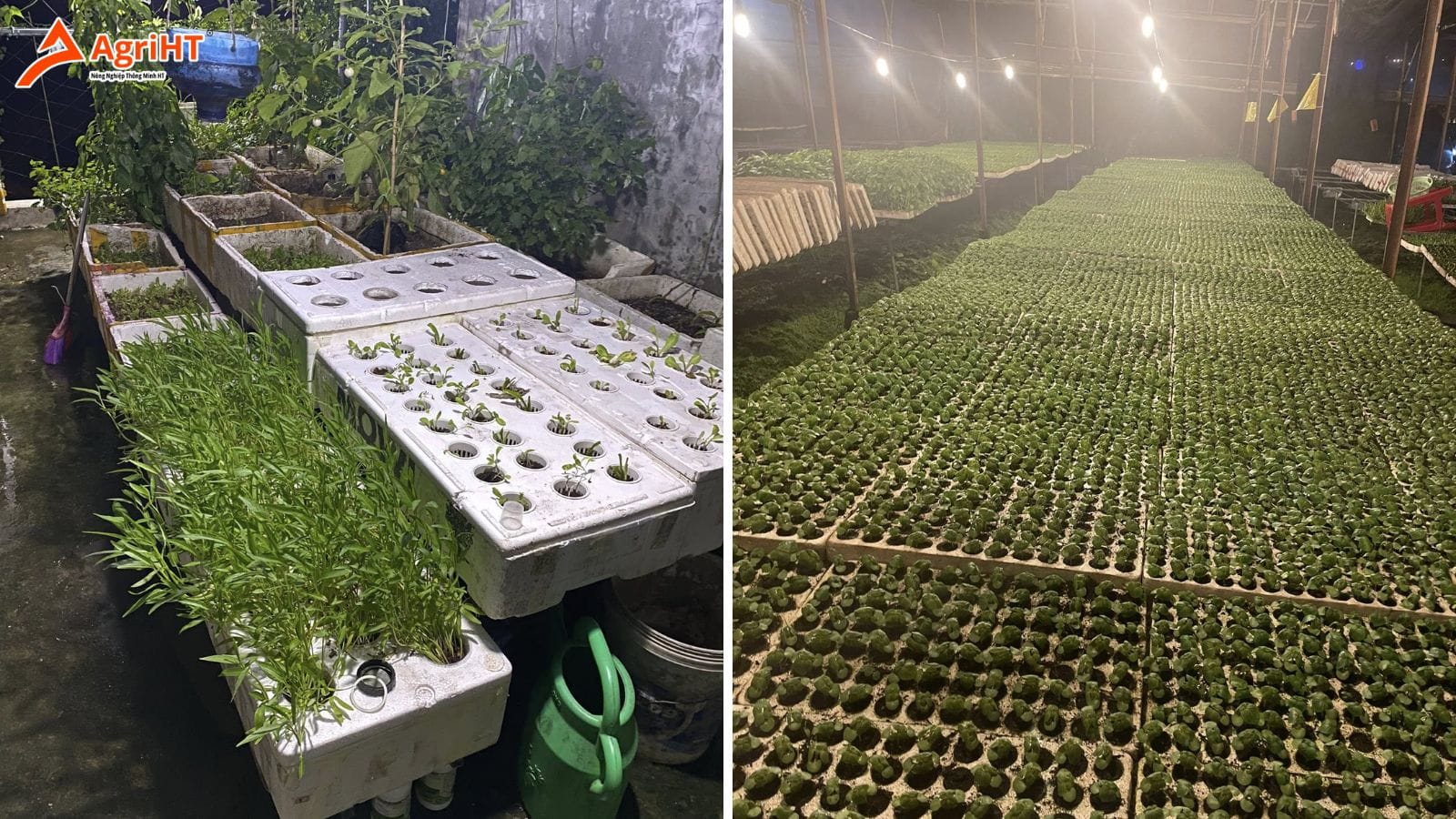 Các phương pháp trồng rau sạch tại nhà