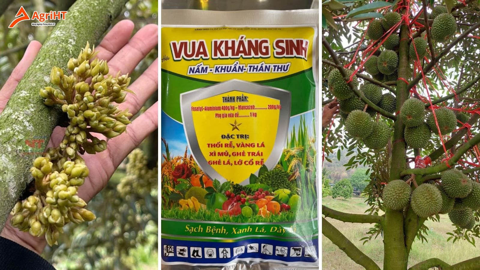 Bệnh thán thư bông và cách phòng ngừa