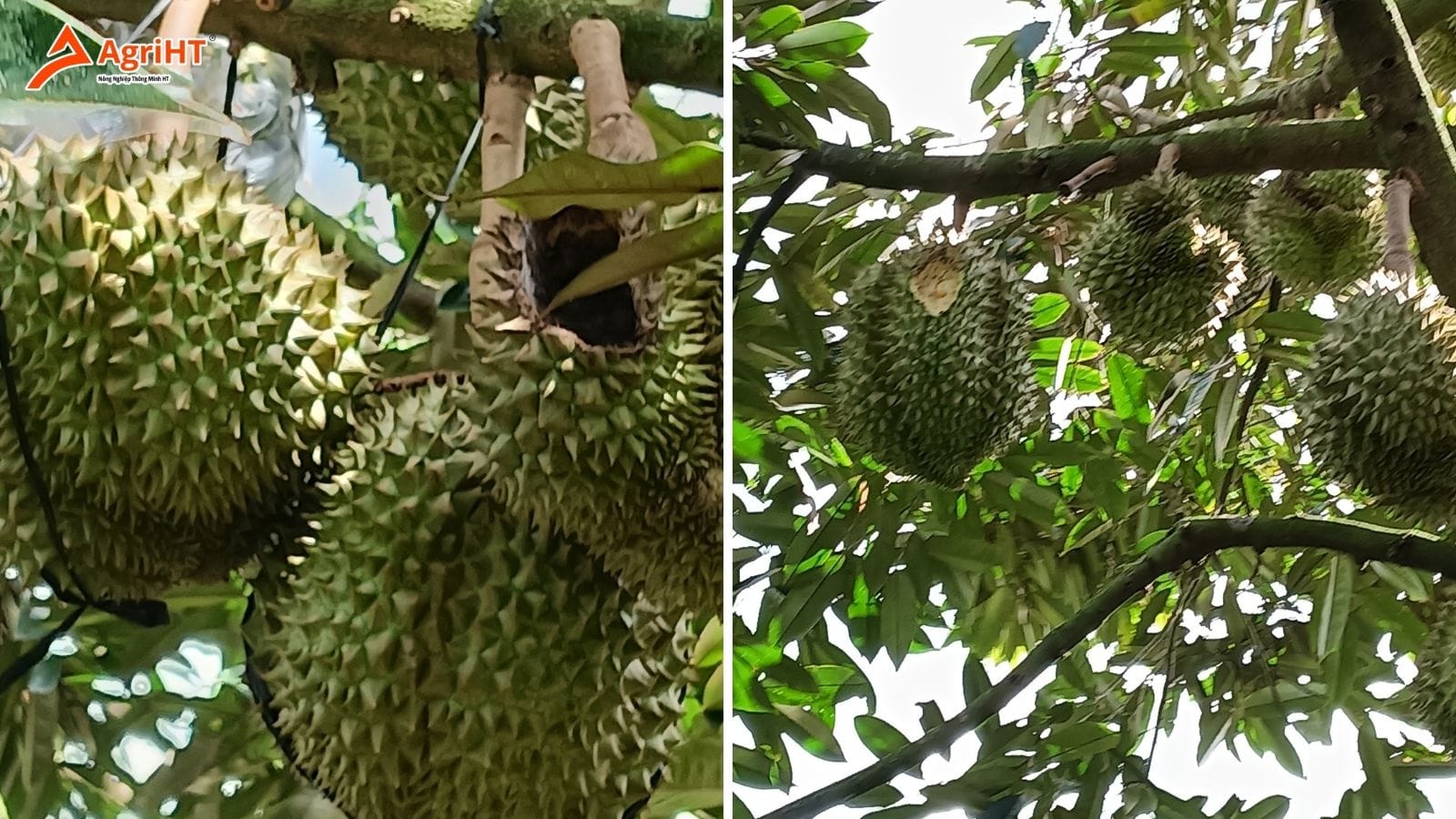 Máy đuổi sóc cho sầu riêng hiệu quả