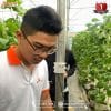 Lắp cảm biến dinh dưỡng đất tại nhà màng dưa lưới