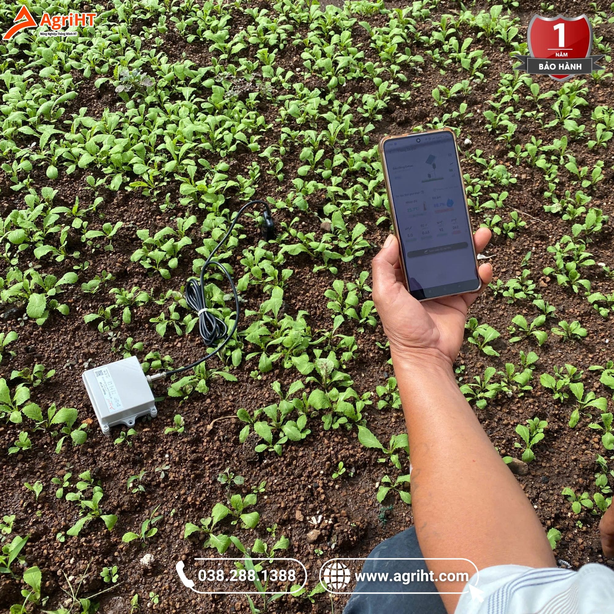 Đo dinh dưỡng đất trồng rau cải