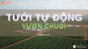 Tưới chuối nhỏ giọt