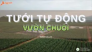 Tưới chuối nhỏ giọt