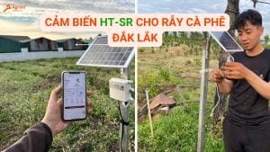 Cảm biến HT-SR cho rẫy cà phê Đắk Lắk